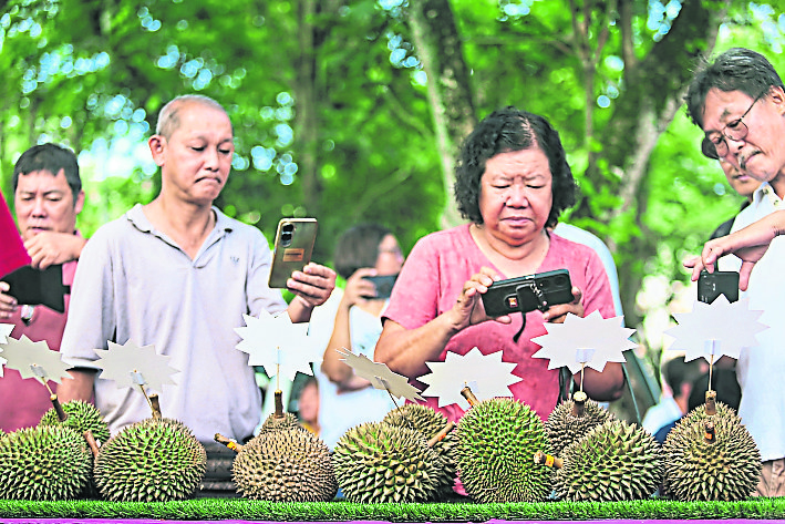 （大北马）沈志勤推“榴梿旅游” 吸引游客到新港爬榴梿山 