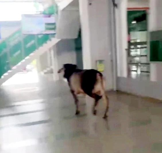 （大北马）清真寺宰牲时公牛挣脱 20人围捕终制伏