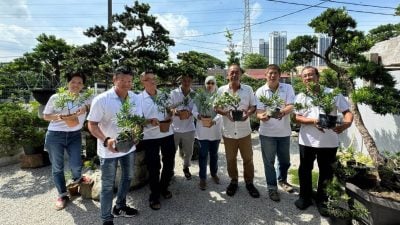协会：不仅存在盆栽   让绿色深植人们生活