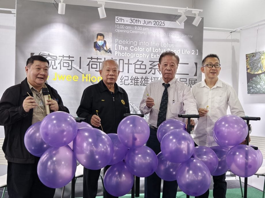 “窥荷丨荷塘叶色系列二”摄影展 6月5日至30日邀你来窥荷