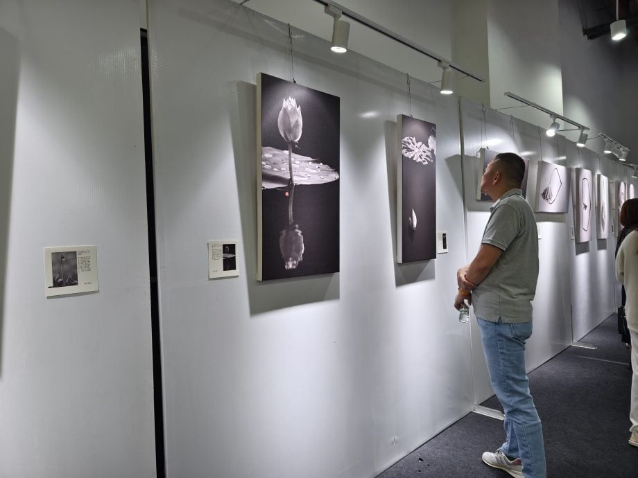 “窥荷丨荷塘叶色系列二”摄影展 6月5日至30日邀你来窥荷
