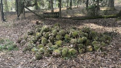 视频 | 彼咯榴梿初面市遇强风吹落榴梿   园主蒙受损失