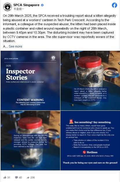 (已签发)柔:狮城二三事:大士工地员工被指虐猫 塞入塑料容器反复滚动