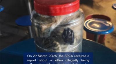 大士工地员工被指虐猫 塞入塑料容器反复滚动