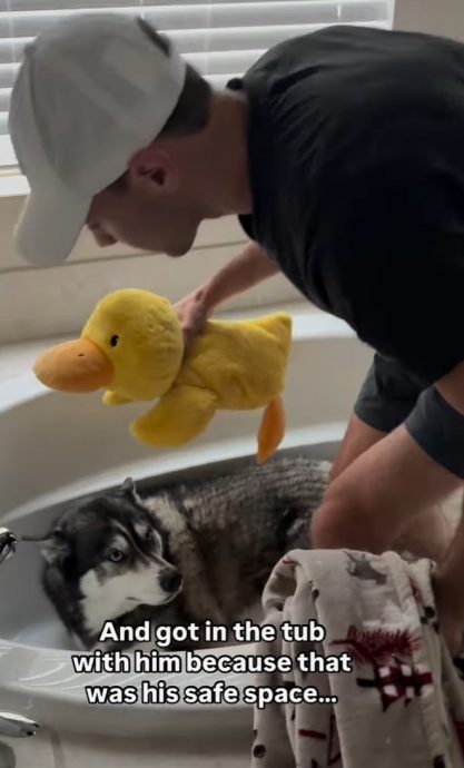 （视频）雷电交加大狗狗变小宝宝 毯子玩偶安抚陪聊天