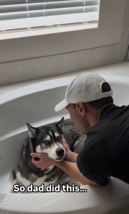 （视频）雷电交加大狗狗变小宝宝 毯子玩偶安抚陪聊天