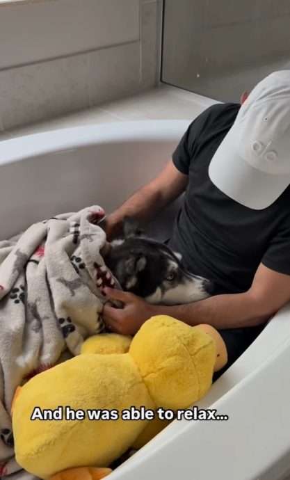 （视频）雷电交加大狗狗变小宝宝 毯子玩偶安抚陪聊天