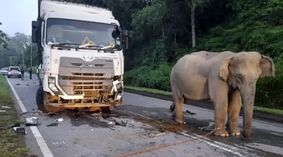 ‘It weighs heavily on me’: Man whose lorry crashed into baby elephant last month in Malaysia speaks up