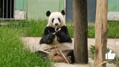 福娃凤仪隔离结束 今日正式对外展出