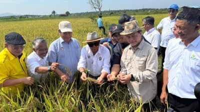 引入中国品种官民合作  杂交稻提高砂稻米产量