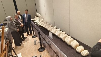博物局接收珍贵文物 13公尺鲸骨标本最夺目