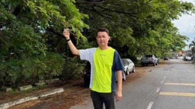 遮挡视线 满地枝叶 . 树木没修剪 扰民