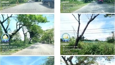 工业训练学院至杜公路段．瓜拉峇南捷道修树至2日