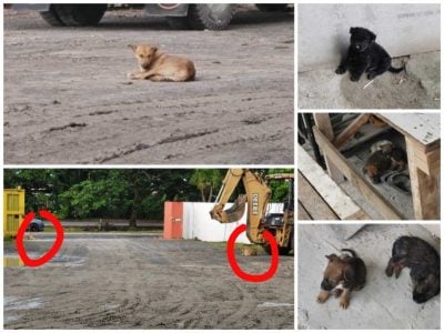 798宗动物咬人 . 没狂犬病病例