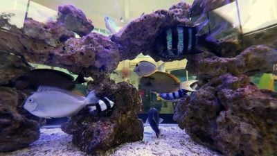 半岛心旅行 | 看见、听见与感受 来一场免费却无价的海洋生命课程
