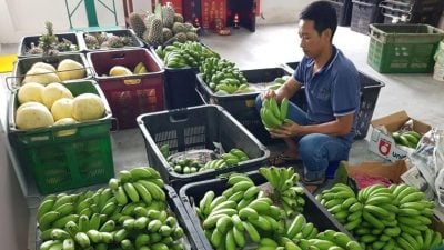 SST扩大征税 | 本地种植水果豁免 仅进口水果须征税