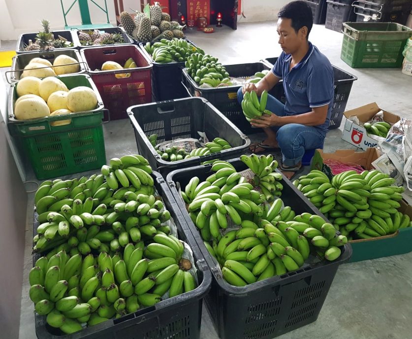 SST扩大征税|本地种植水果豁免 仅进口水果须征税 