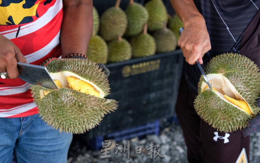 东:已签发/各品种榴梿上架,碰上假期,饕客尝鲜,日销甚至可达1公吨