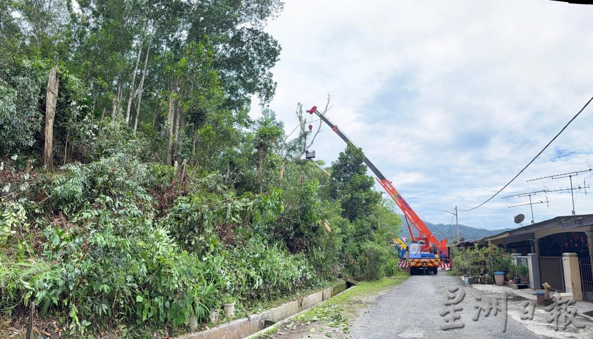 罗思义携手土地局修砍大树 消除公共安全隐患