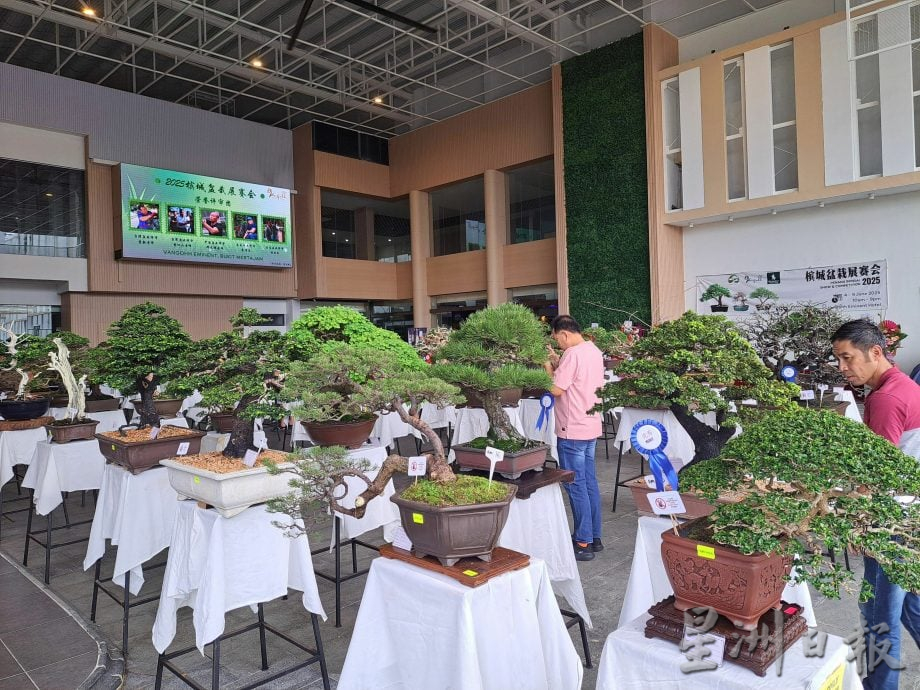 vip文（大北马）槟城盆栽展赛会