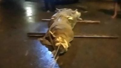 ​确保海滩游客安全 . SWAT捕3.2公尺雌鳄