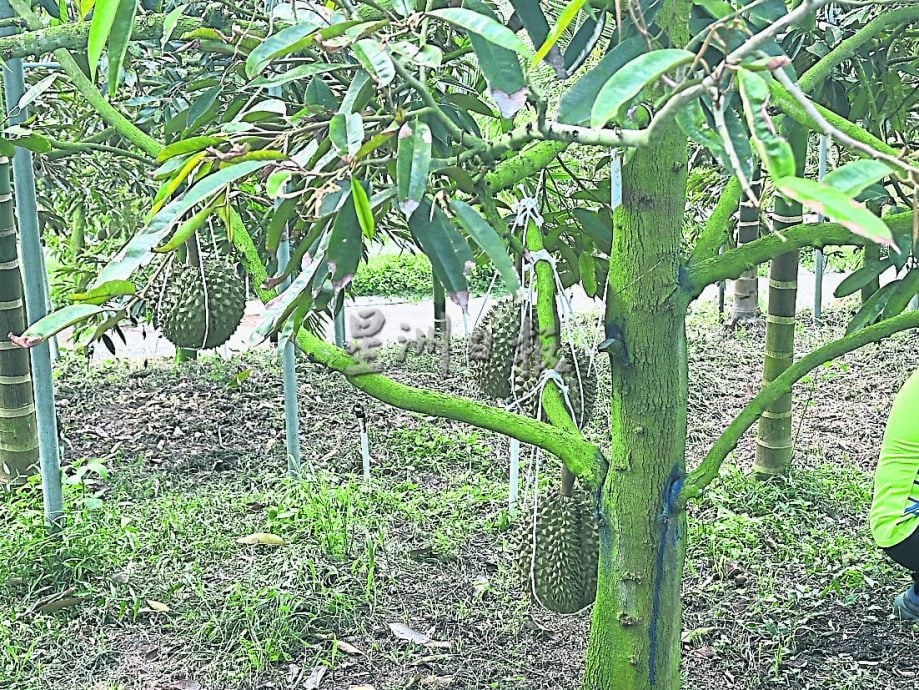 本报特派/ 海南种植生产榴梿