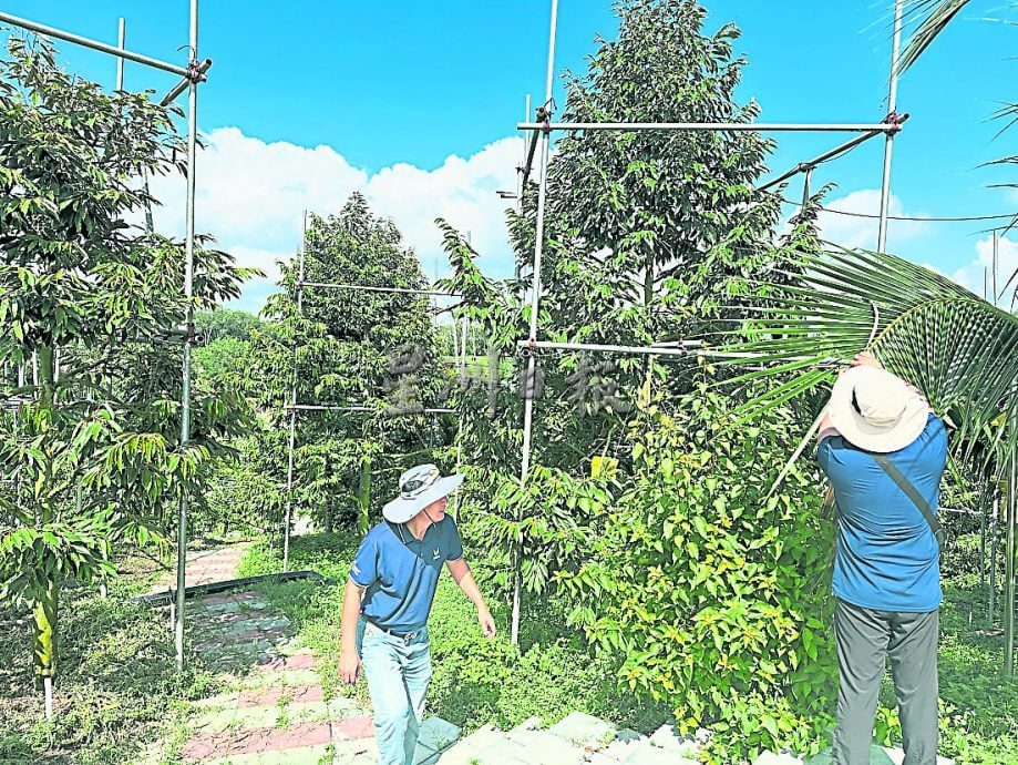 本报特派/ 海南种植生产榴梿