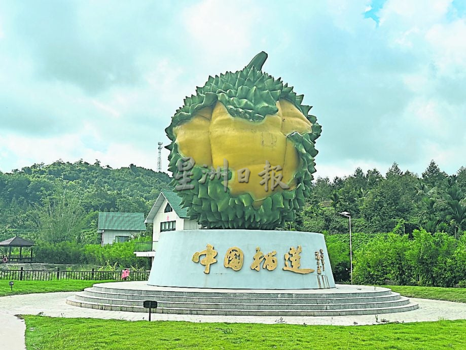 本报特派/ 海南种植生产榴梿