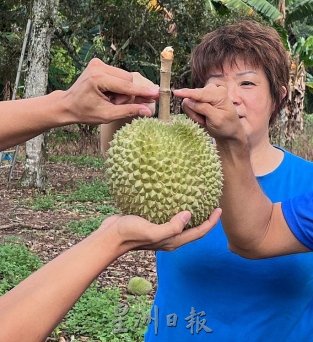 甲州强风暴雨,果园即将成熟的榴梿被刮落