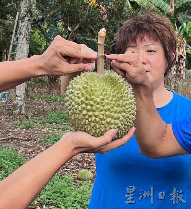 甲州强风暴雨,果园即将成熟的榴梿被刮落