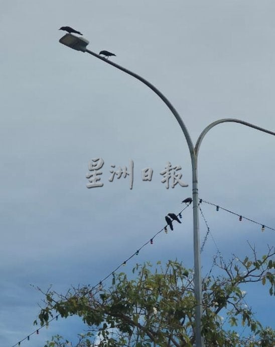 葡萄牙村乌鸦为患