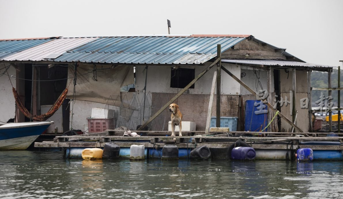 星角摄/忠犬默默守护青蚝养殖场