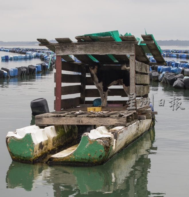 星角摄/忠犬默默守护青蚝养殖场