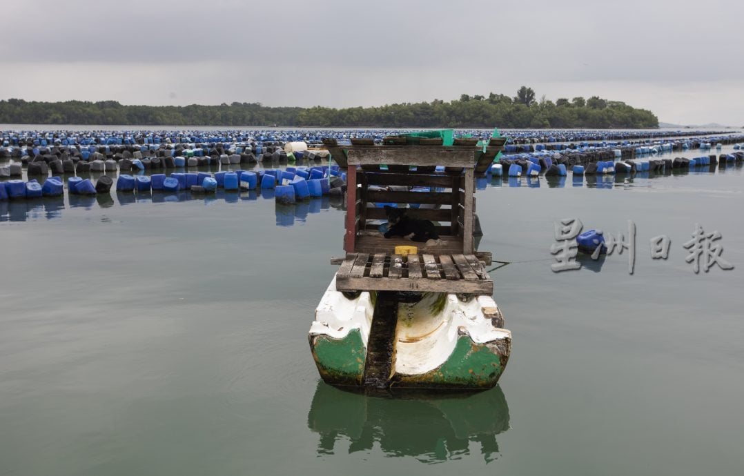 星角摄/忠犬默默守护青蚝养殖场