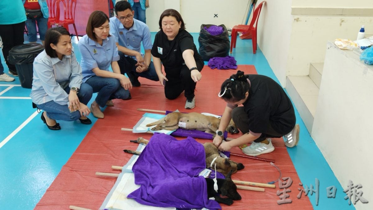 黄诗情:通过“浪爱同行”计划 盼达1000猫狗绝育目标