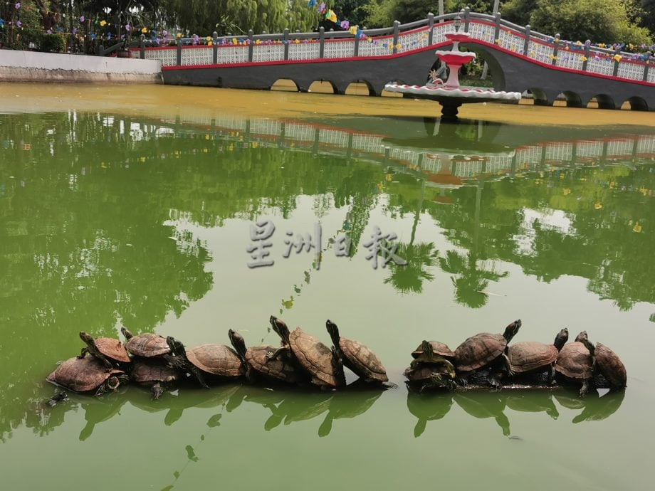 (大北马)“绿意柔府”夺2024年全国华人新村美化比赛季军，再次印证“北马最美丽新村”的美誉