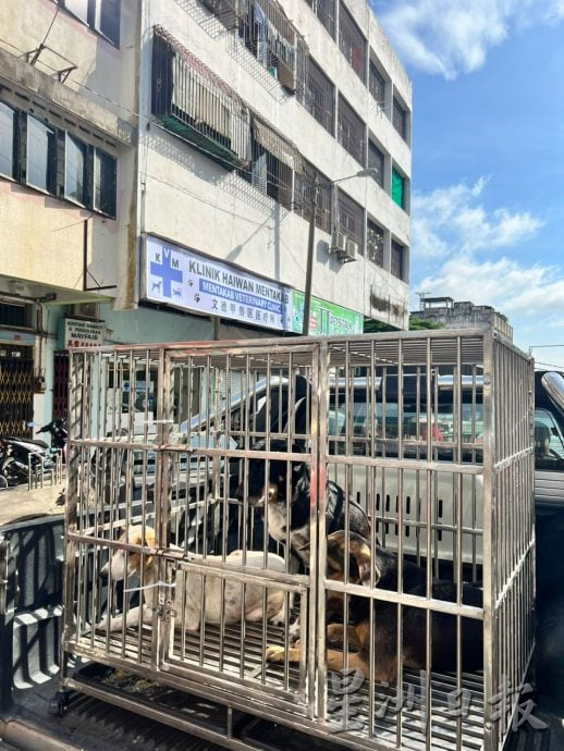 东:百乐毛孩子家推动TNR为流浪狗结扎