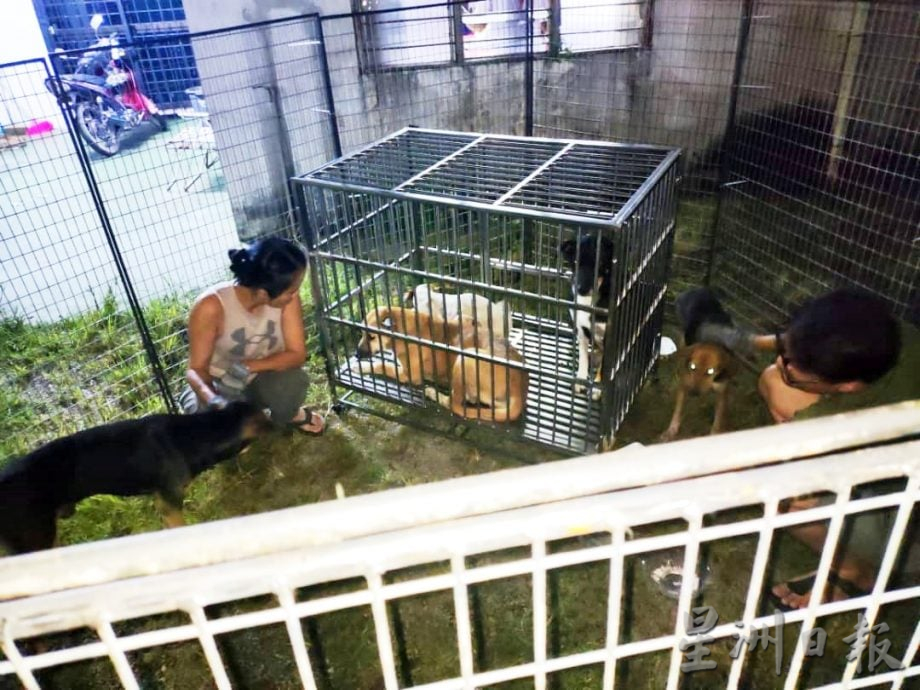 东:百乐毛孩子家推动TNR为流浪狗结扎