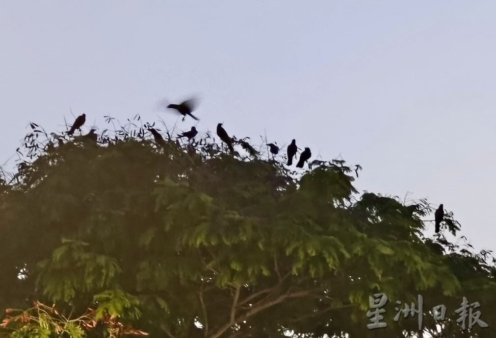供星洲网/波德申和芦骨首度射乌鸦行动射下289只