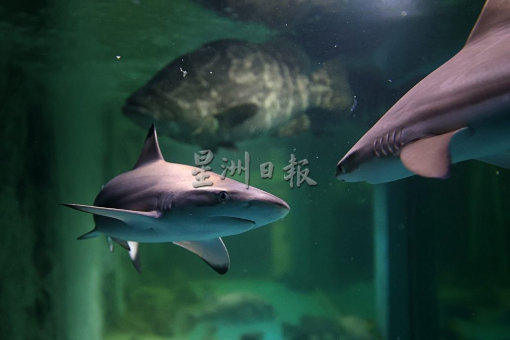 半岛心旅行：看见、听见与感受；来一场免费却无价的海洋生命课程