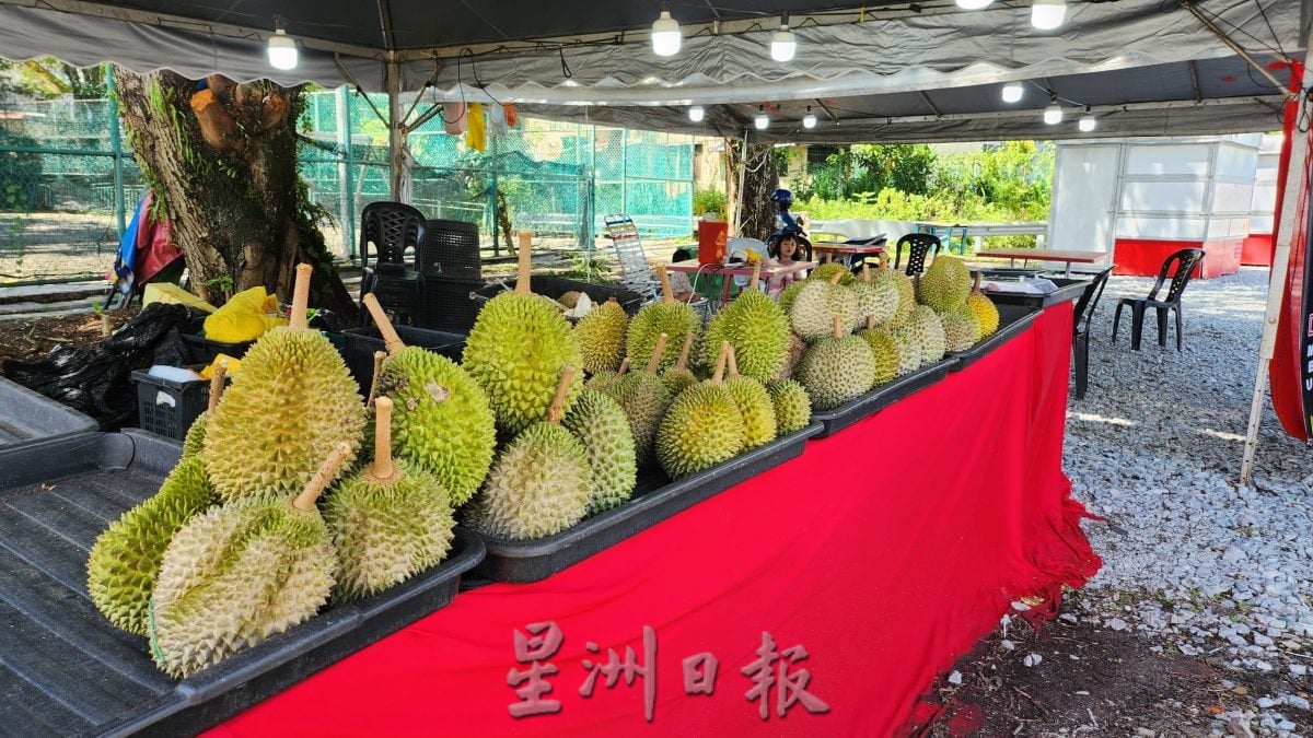 (供花城)NS芙蓉/今年榴櫣旺季料量少价高,7-8月是尝榴梿好时机