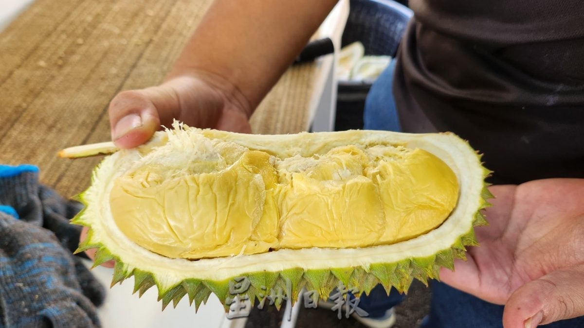 (供花城)NS芙蓉/今年榴櫣旺季料量少价高,7-8月是尝榴梿好时机