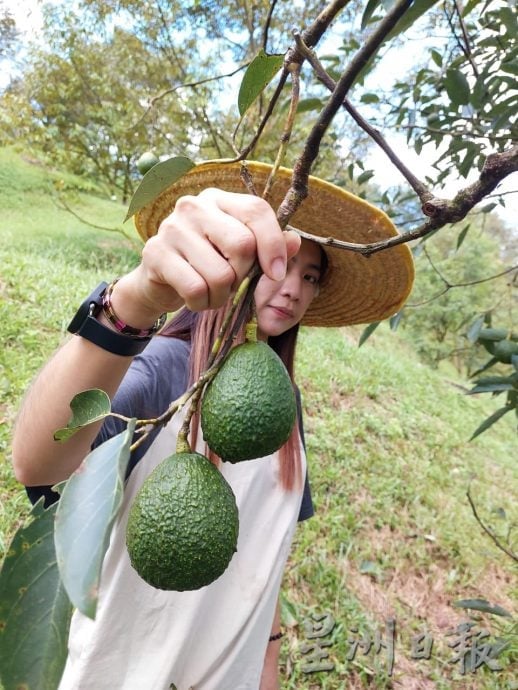 东：（已签发）入口牛油果征SST 5%后 本地果能否接棒？
