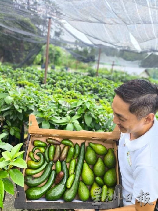 东：（已签发）入口牛油果征SST 5%后 本地果能否接棒？