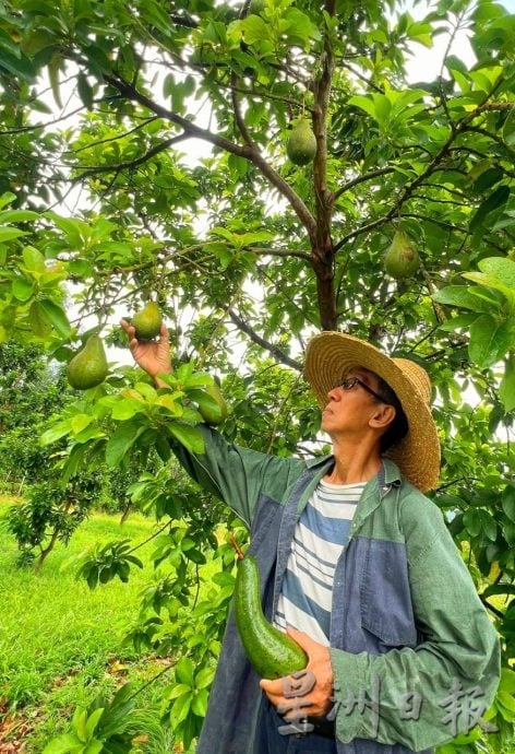 东:(已签发)入口牛油果征SST 5%后 本地果能否接棒?