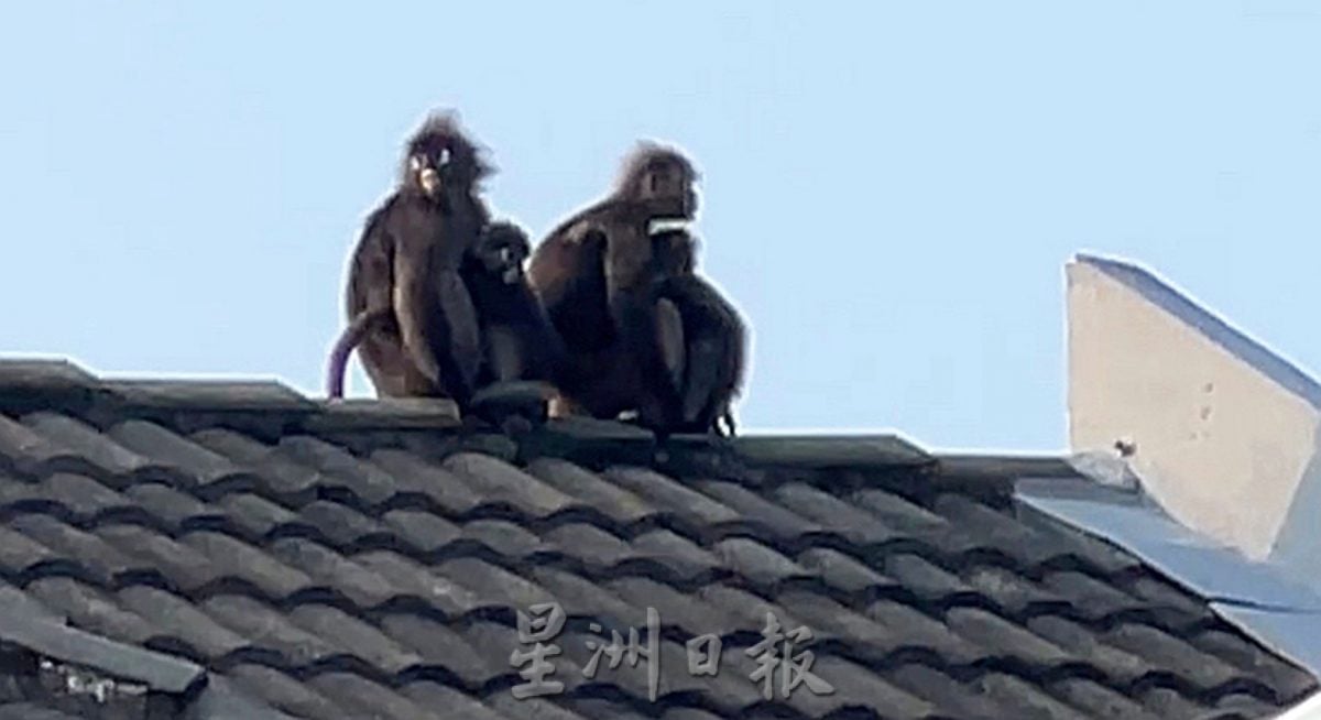 居民晚饭后的娱乐，观赏郁乌叶猴