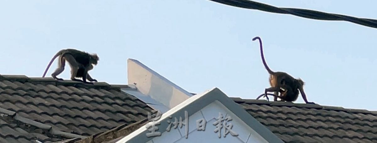 居民晚饭后的娱乐，观赏郁乌叶猴