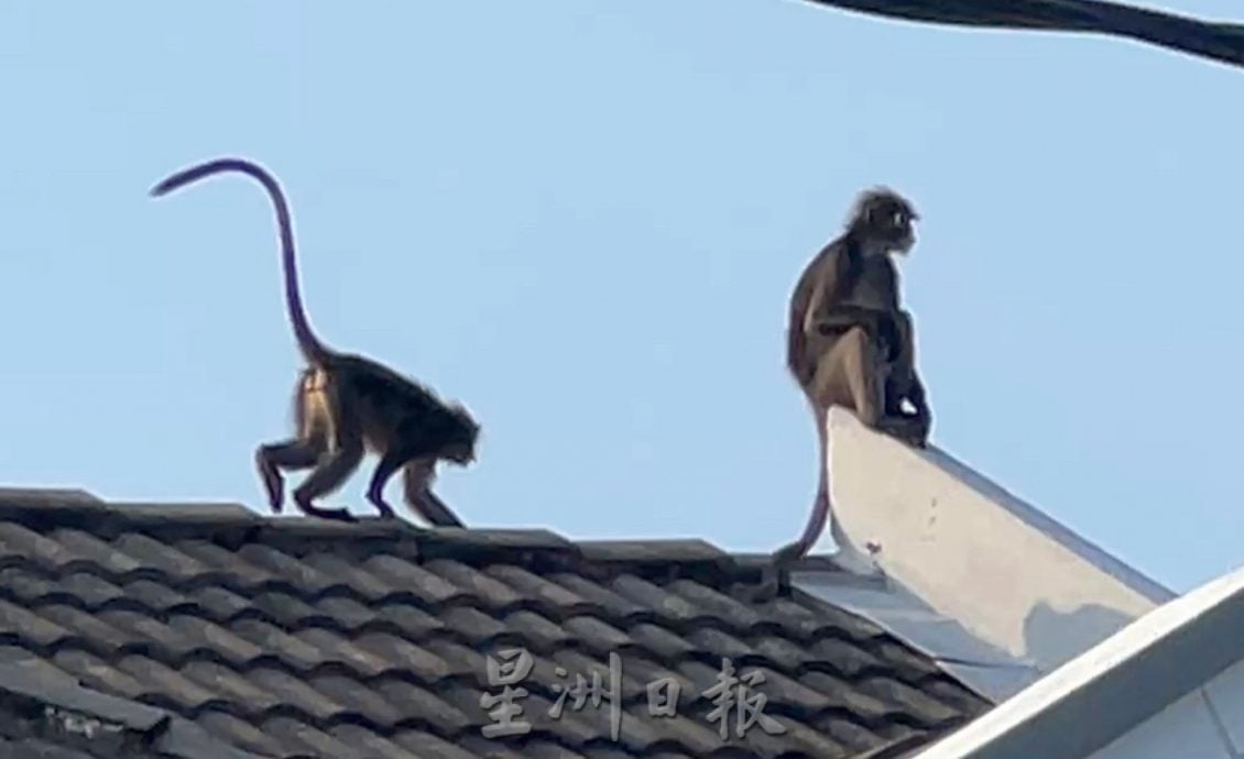 居民晚饭后的娱乐，观赏郁乌叶猴