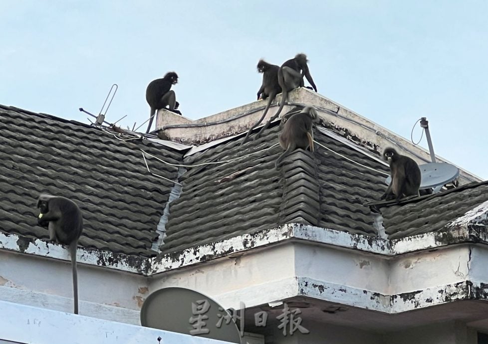 居民晚饭后的娱乐，观赏郁乌叶猴