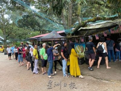 多雨风灾 产量大减  老饕吃贵榴梿